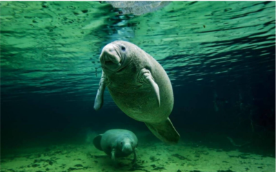 Representative Eskamani Submits Letter to Support Reclassification of Florida Manatees as Endangered